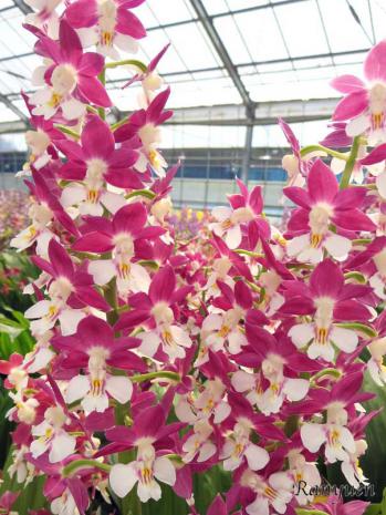 エビネ 蘭裕園 Ranyuen