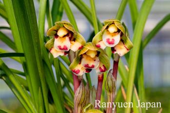 春蘭 蘭裕園 Ranyuen