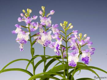 アワチドリ・夢ちどり 蘭裕園 Ranyuen