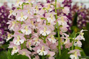 エビネ 蘭裕園 Ranyuen