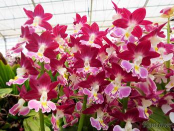 エビネ 蘭裕園 Ranyuen