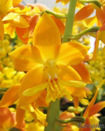 エビネ 蘭裕園 Ranyuen