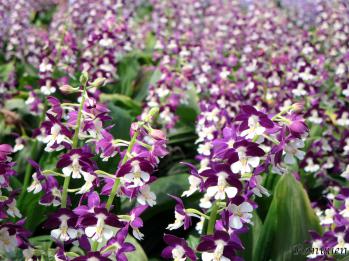 エビネ 蘭裕園 Ranyuen