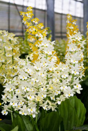 エビネ 蘭裕園 Ranyuen