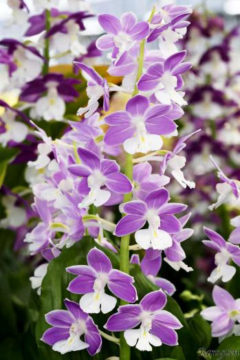 エビネ 蘭裕園 Ranyuen