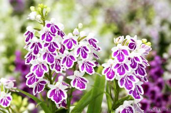 アワチドリ・夢ちどり 蘭裕園 Ranyuen