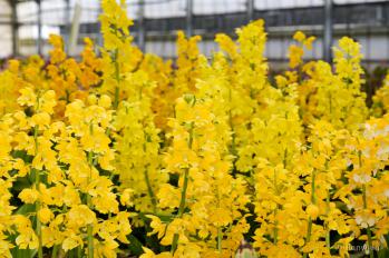 エビネ 蘭裕園 Ranyuen