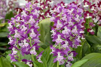 エビネ 蘭裕園 Ranyuen