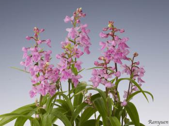 アワチドリ・夢ちどり 蘭裕園 Ranyuen