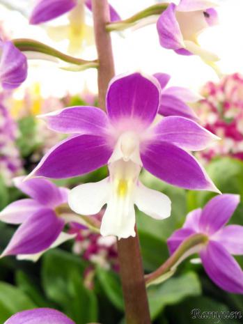 エビネ 蘭裕園 Ranyuen