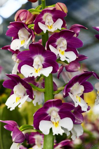 エビネ 蘭裕園 Ranyuen