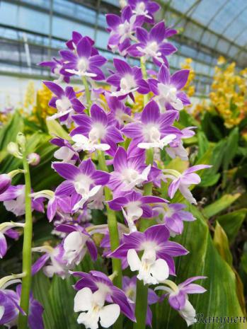 エビネ 蘭裕園 Ranyuen