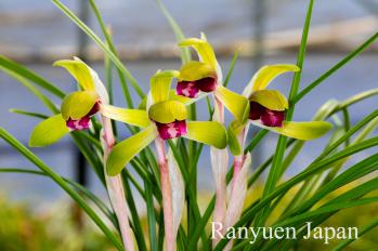 春蘭 蘭裕園 Ranyuen