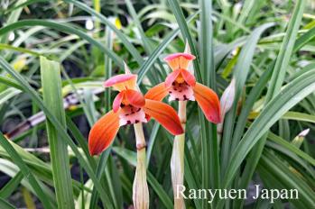 春蘭 蘭裕園 Ranyuen