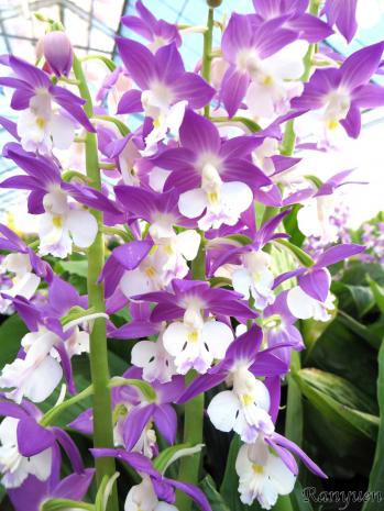 エビネ 蘭裕園 Ranyuen