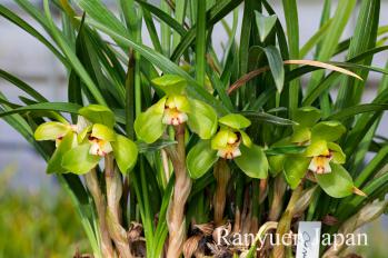 春蘭 蘭裕園 Ranyuen