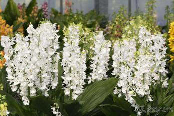 エビネ 蘭裕園 Ranyuen