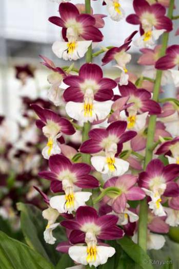 エビネ 蘭裕園 Ranyuen