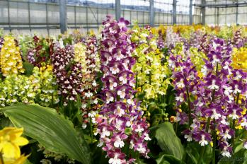 エビネ 蘭裕園 Ranyuen