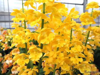 エビネ 蘭裕園 Ranyuen