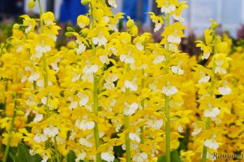 エビネ 蘭裕園 Ranyuen