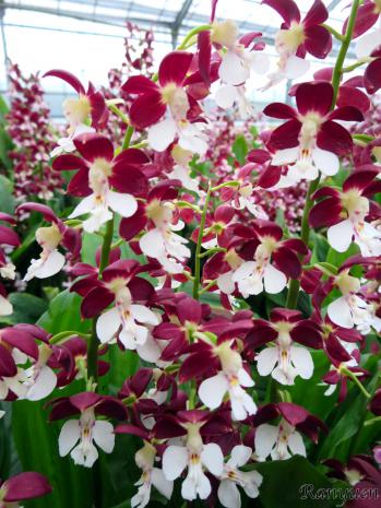 エビネ 蘭裕園 Ranyuen