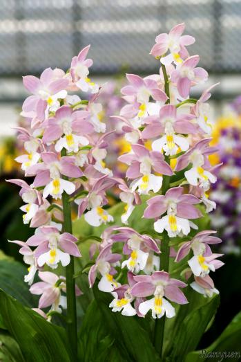 エビネ 蘭裕園 Ranyuen