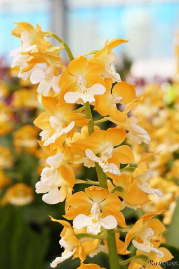 エビネ 蘭裕園 Ranyuen