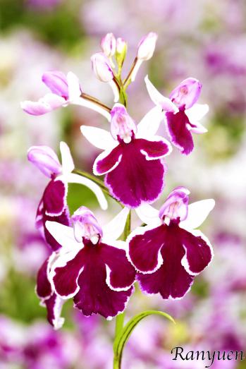 アワチドリ・夢ちどり 蘭裕園 Ranyuen