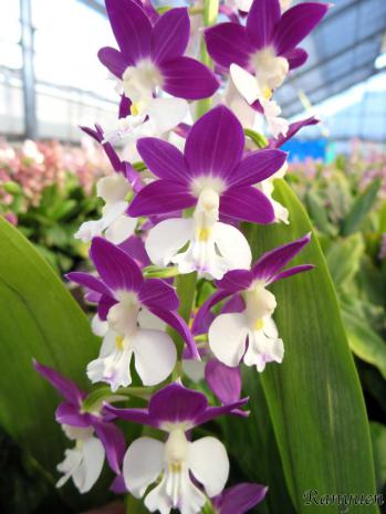 エビネ 蘭裕園 Ranyuen