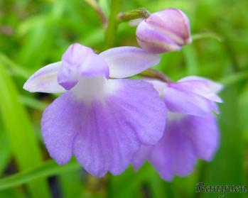 アワチドリ・夢ちどり 蘭裕園 Ranyuen