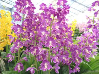 エビネ 蘭裕園 Ranyuen