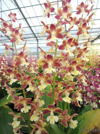 エビネ 蘭裕園 Ranyuen