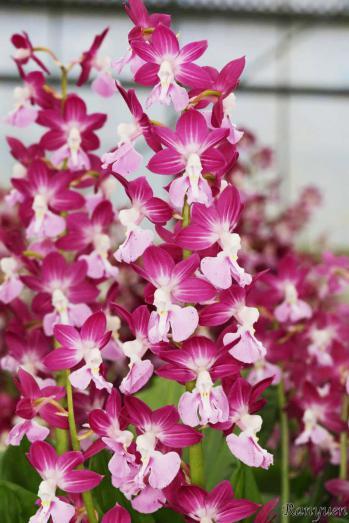 エビネ 蘭裕園 Ranyuen