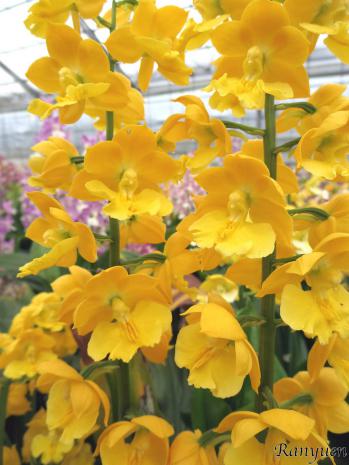 エビネ 蘭裕園 Ranyuen