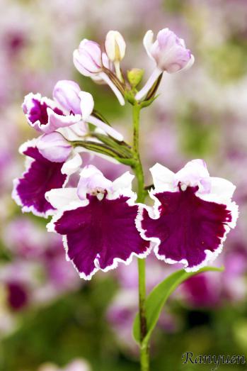 アワチドリ・夢ちどり 蘭裕園 Ranyuen