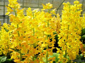 エビネ 蘭裕園 Ranyuen