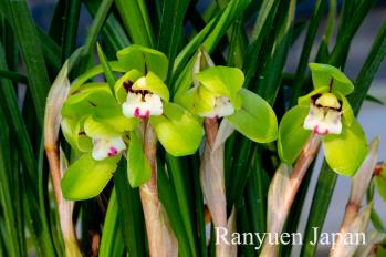 春蘭 蘭裕園 Ranyuen