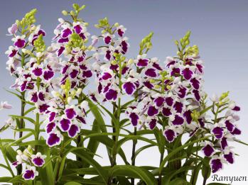 アワチドリ・夢ちどり 蘭裕園 Ranyuen