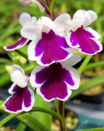 アワチドリ・夢ちどり 蘭裕園 Ranyuen