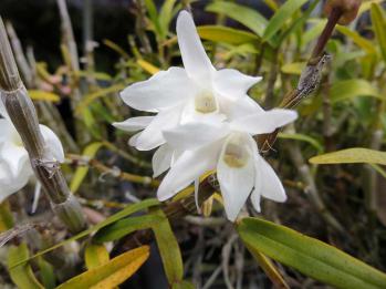 セッコク 蘭裕園 Ranyuen