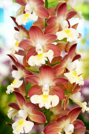 エビネ 蘭裕園 Ranyuen