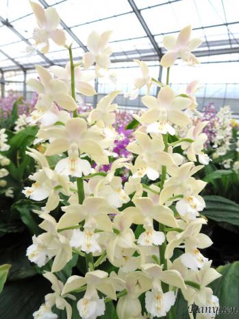 エビネ 蘭裕園 Ranyuen