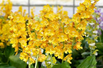 エビネ 蘭裕園 Ranyuen