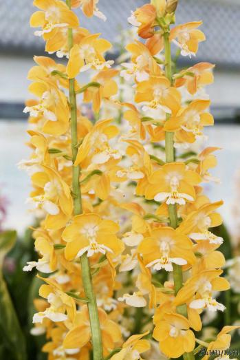 エビネ 蘭裕園 Ranyuen