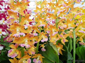 エビネ 蘭裕園 Ranyuen