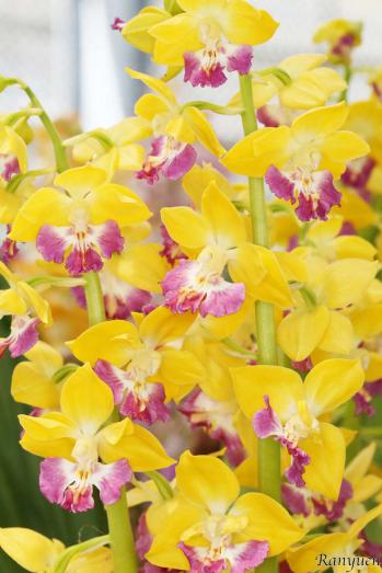 エビネ 蘭裕園 Ranyuen