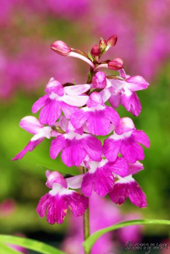 アワチドリ・夢ちどり 蘭裕園 Ranyuen