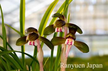 Cymbidium goeringii Ranyuen