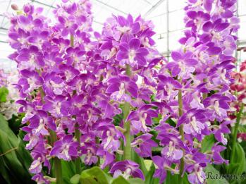 エビネ 蘭裕園 Ranyuen